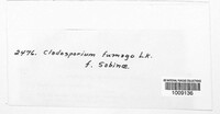 Cladosporium fumago image
